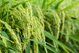 水稻的发展史，你了解多少？