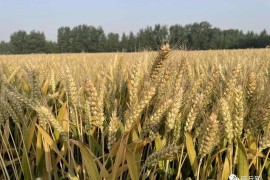 商丘优质小麦亩产首次突破800公斤大关