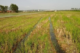 研究揭示我国稻田和旱地土壤有机碳固持途径