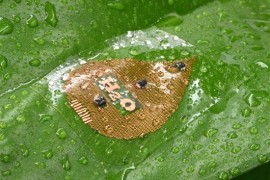 科学家研制植物可穿戴茎流传感器 发现西瓜更爱夜间生长
