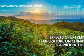 极端天气气温对中国茶叶生产影响
