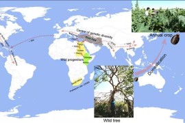 科学家揭示蓖麻从树木到作物的起源和驯化历史