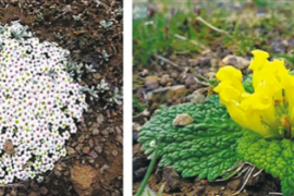 青藏高原的植物生存秘籍：“低调”生长，“高调”开花