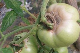 番茄灰霉病的识别和防治