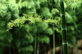 竹子究竟是树还是草呢？