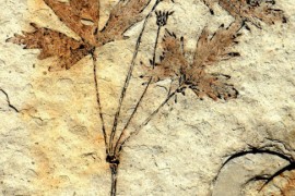 植物化石的形成与分类