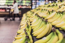 香蕉一直处在灭绝的边缘，但古老的嫁接技术有望拯救它