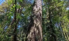 中国大陆新“树王”被发现，但与世界最高的树仍相差近40米