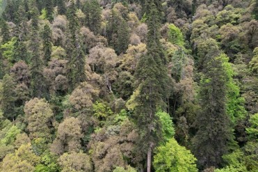 云南黄果冷杉83.2米，科学家发现中国最高树木
