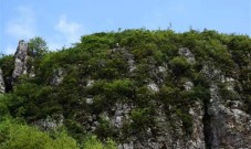湖南南山国家公园发现大面积岩谷杜鹃天然群落