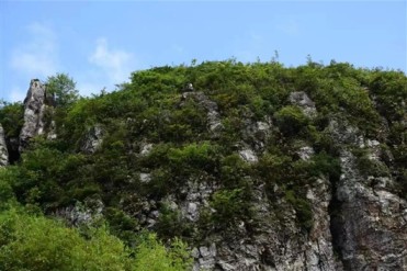 湖南南山国家公园发现大面积岩谷杜鹃天然群落